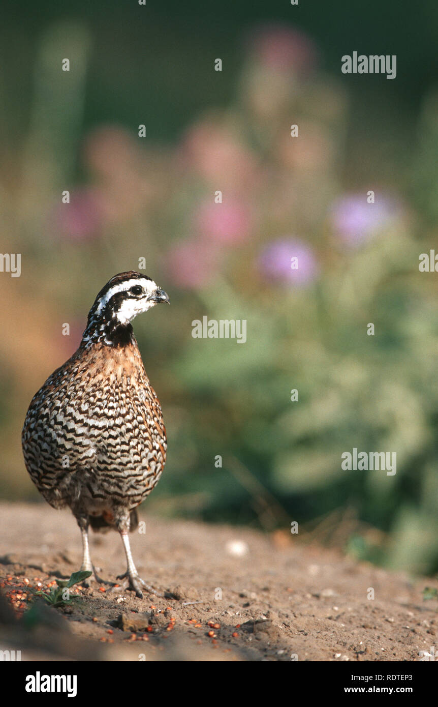 00849-014.16 Northern bobwhite (Colinus virginianus) männliche Starr Co.TX Stockfoto