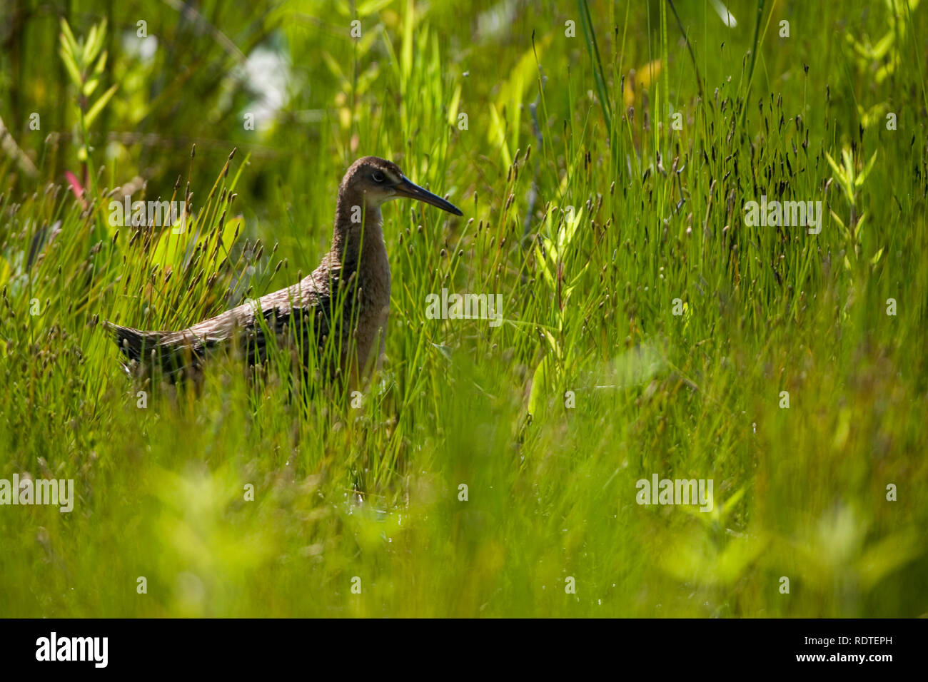 00874-001.01 König Rail (Rallus elegans) in Feuchtgebieten, Prairie Ridge SNA, Marion Co.IL Stockfoto