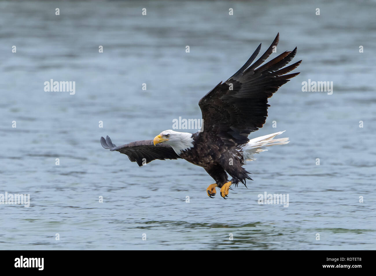 Der Weißkopfseeadler (Haliaeetus leucocephalus) im pazifischen Nordwesten Stockfoto