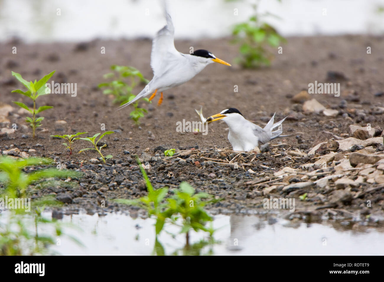 01013-00404 mindestens Terns (Sterna antillarum) männliche Fütterung Weibchen im Nest in überschwemmten Feld, Alexander Co.IL Stockfoto