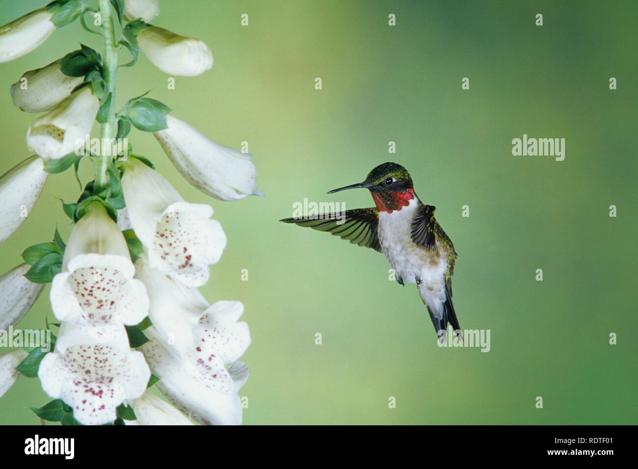 01162-055.06 Ruby-throated hummingbird (Archilochus colubris) männlich an Fingerhut (Digitalis sp.) Shelby Co.IL Stockfoto