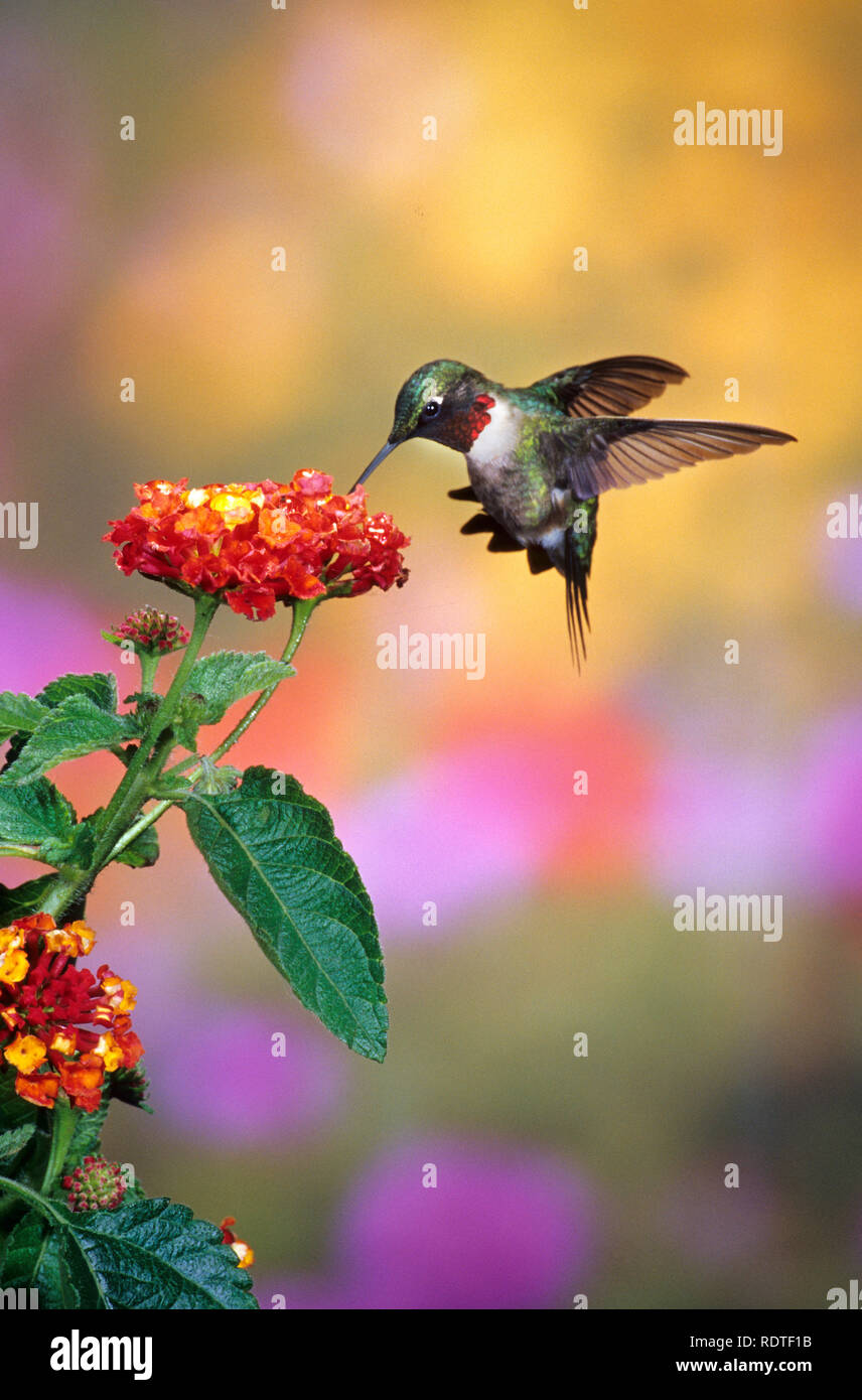 01162-079.02 Ruby-throated hummingbird (Archilochus colubris) männlich in Dallas Rot Wandelröschen (Lantana camara) Shelby Co.IL Stockfoto