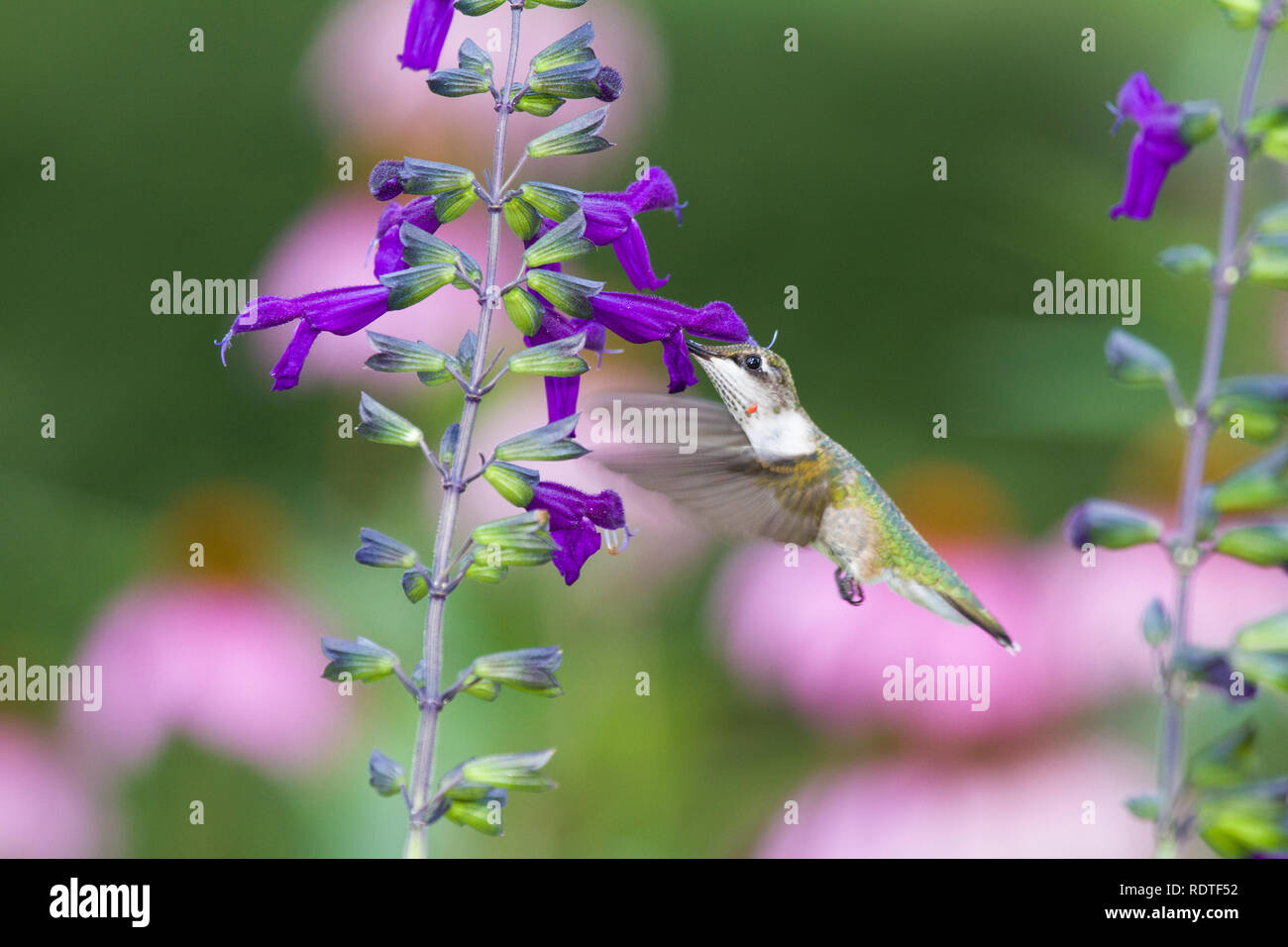 01162-13202 Ruby-throated hummingbird (Archilochus colubris) Purple Majesty Salbei (Salvia guaranitica Purple Majesty) im Garten, Marion Co.IL Stockfoto