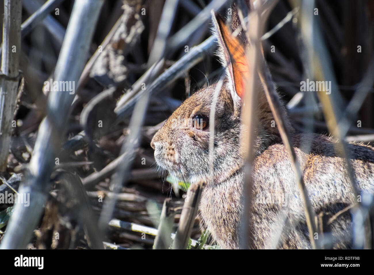 In der Nähe von Kaninchen sitzt immer noch in die Sträucher, Sacramento National Wildlife Refuge, Kalifornien Stockfoto