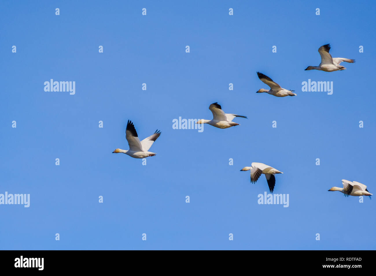 Eine fliegende Gruppe von Schnee Gänse (Chen Caerulescens); blauer Himmel Hintergrund; die Sacramento National Wildlife Refuge, Kalifornien Stockfoto
