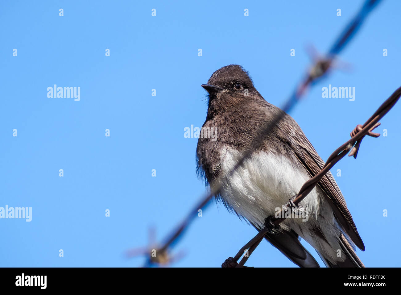 Schwarz Phoebe sitzt auf einem Stacheldraht, blauer Himmel, Kalifornien Stockfoto