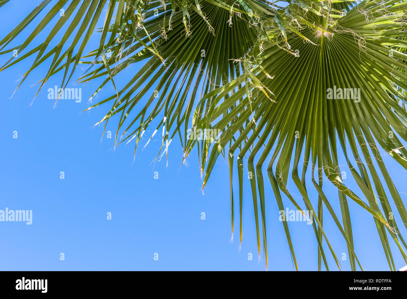 Ventilator Palmen (Washingtonia filifera) lässt auf einen blauen Himmel Hintergrund, Kalifornien Stockfoto