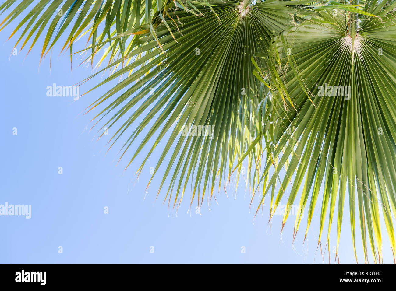 Ventilator Palmen (Washingtonia filifera) lässt auf einen blauen Himmel Hintergrund, Kalifornien Stockfoto