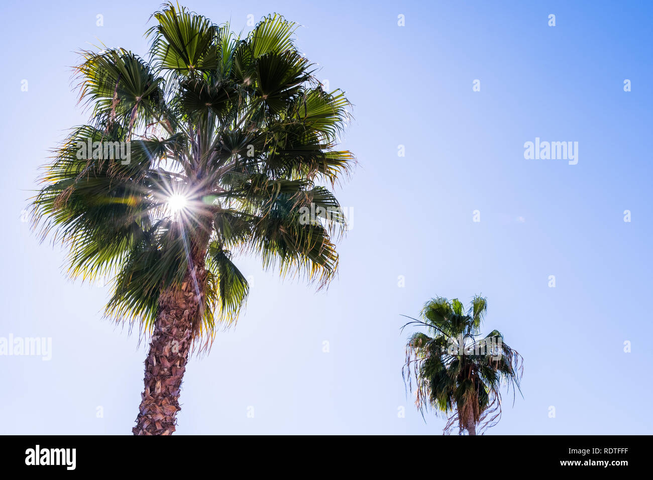 Helle Sonne Filterung durch die Blätter der Palmen, Kalifornien Stockfoto