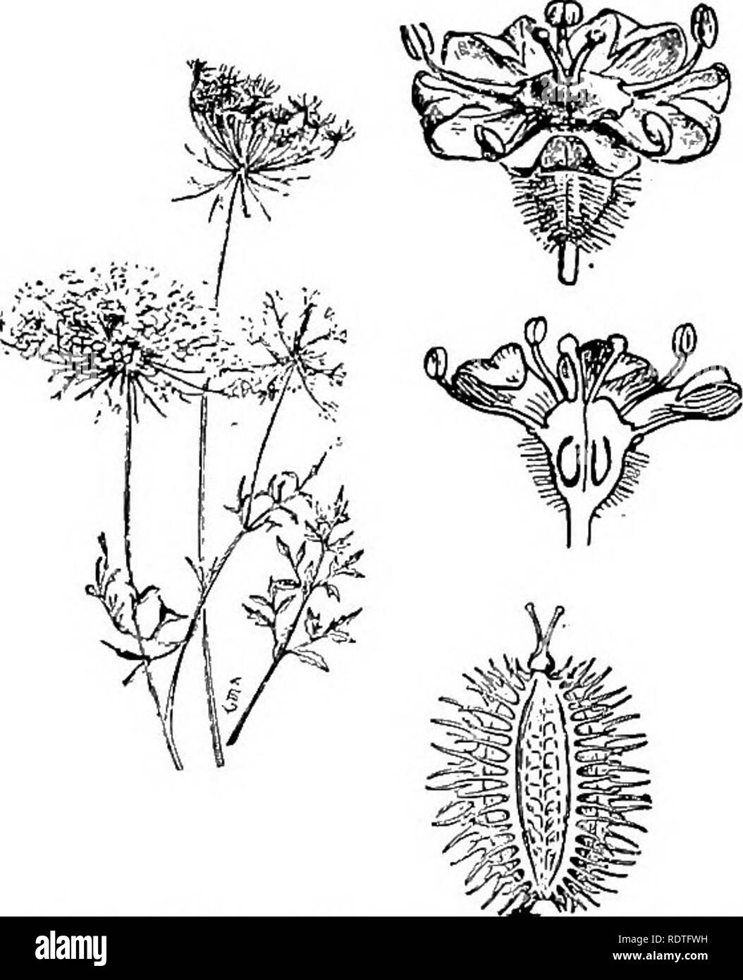 . Botanik, mit landwirtschaftlichen Anwendungen. Botanik. 488 ANGIOSPERMEN Petersilie Familie {Umbelliferae). Â Die Petersilie Familie umfasst etwa 1300 Arten. Die kleine epigynous Blüten in Dolden getragen werden, woher der Name der Familie {Abb. 436). Die Staubgefäße und Teile der Kelch und Krone sind fünf. Der Stempel besteht aus zwei sich teilweise united Samenkapseln, die in den Obst trennen. Karotten, Pastinaken, Sellerie und Fenchel sind Mitglieder dieser Familie. In dieser Familie sind auch einige schlechte Unkraut. Das gift Hemlock {Conium maculatum) und Wasser Hemlock (Cituta maculata) aßen zwei sehr giftige Pflanzen, die o Stockfoto