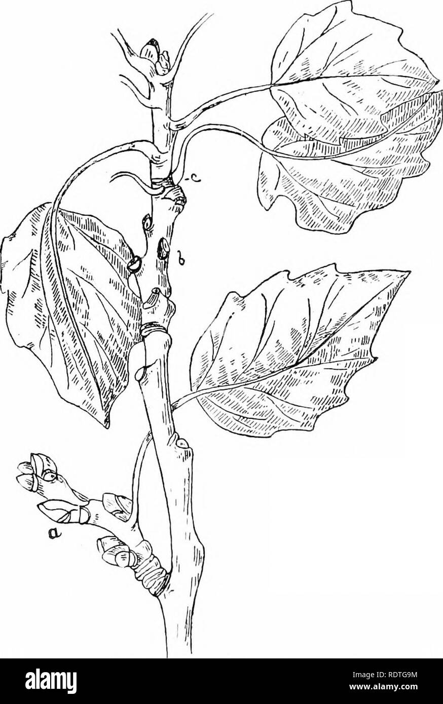 . Pflanzen und ihre Möglichkeiten in Südafrika. Botanik; Botanik. 38 Pflanzen und ihre Möglichkeiten in Südafrika die Blätter entlang der Zweig oben etwa zur gleichen Zeit, dass das Kätzchen ihre rosa-grünen Quasten von Blumen hängend an c entfaltet wurden, C. Die Filiale a-b in seinem Wachstum ruhte, bis die Eicheln hatte "set". Nachdem Sie wurden gut geformt,. Abb. 41.-Zweig zeigt Blatt Narben und Knospen von Pappel. die ruhenden Keim entfaltet, und das Wachstum der Sommer begonnen hat, b. Wenn die Eiche hat zwei Zeiten des Wachstums während der Jahreszeit, in der Schätzung der Alter einer Filiale ein Jahr Wachstum der Dis gehören wird Stockfoto