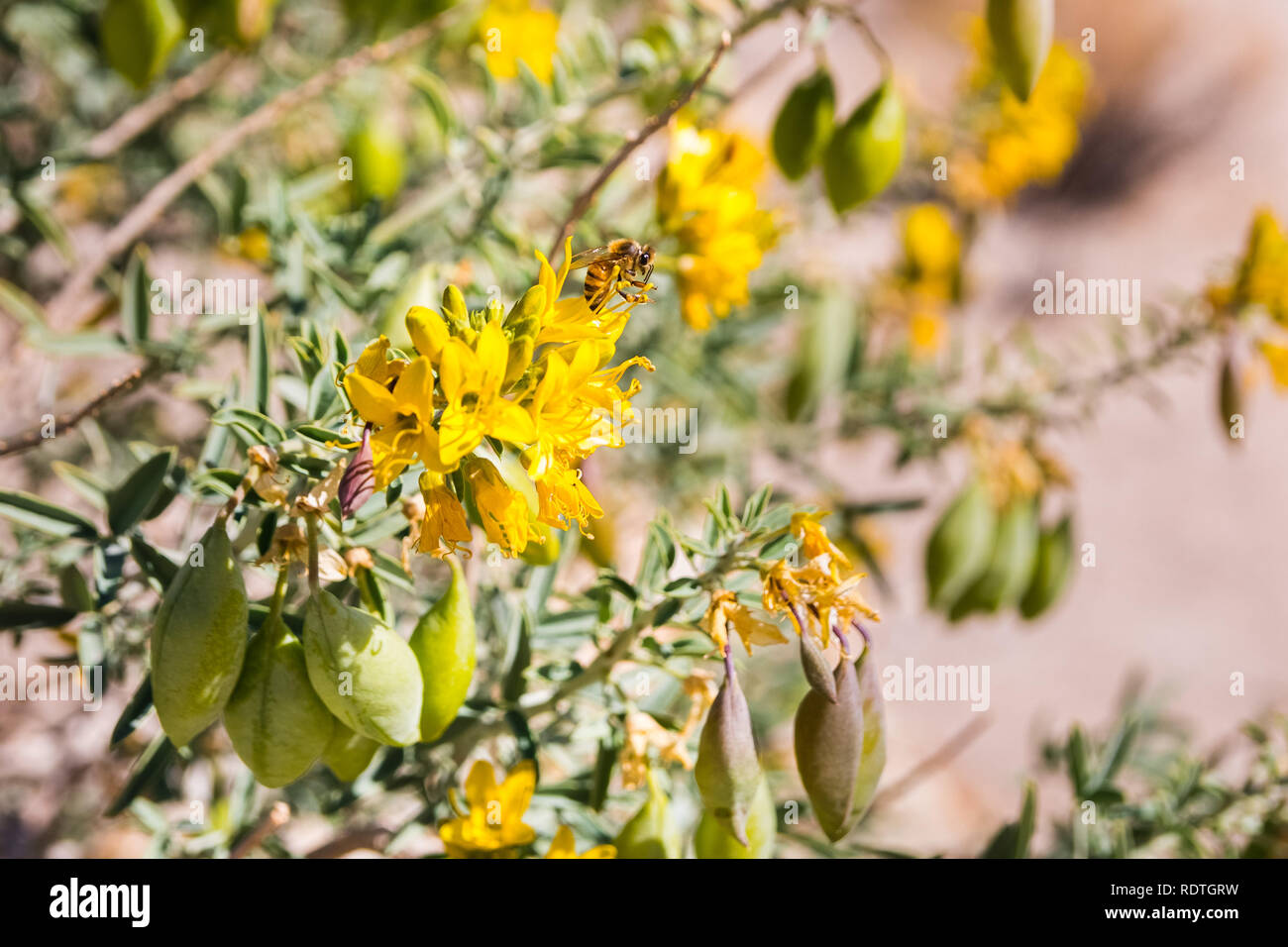 Honigbiene bestäubt Peritoma Arborea (bekannt als bladderpod, burrofat und Kalifornien cleome) Wildblumen, Tree National Park, Kalifornien Stockfoto