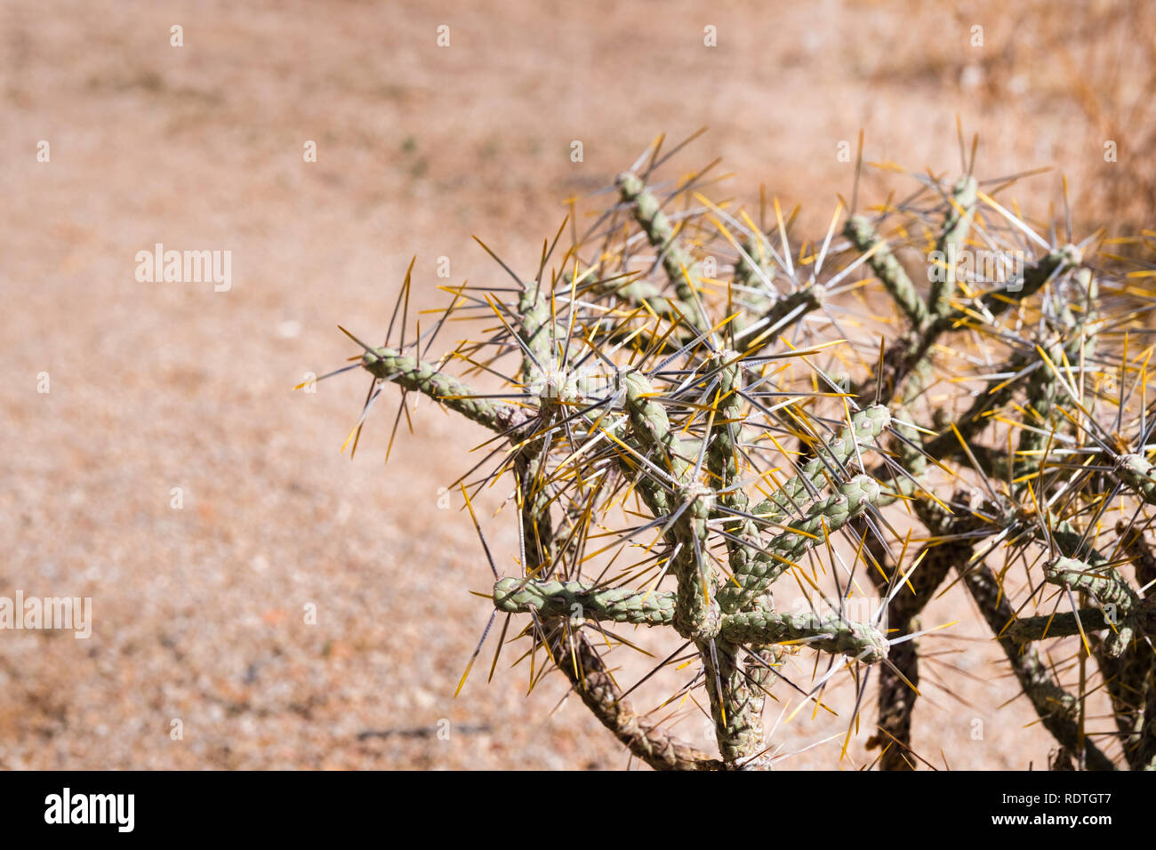 Diamond cholla/verzweigte pencil Cholla (Cylindropuntia ramosissima), Joshua Tree National Park, Kalifornien Stockfoto