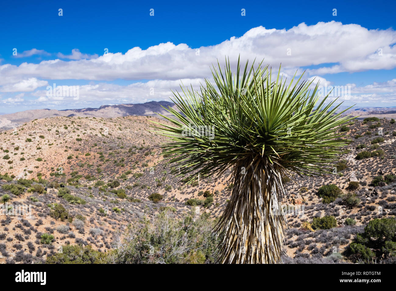 Mojave Yucca (Yucca Schidigera), Joshua Tree National Park, Kalifornien Stockfoto