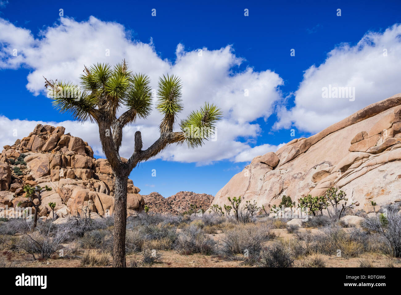Joshua Tree (Yucca Buergeri); Felsen im Hintergrund; der Joshua Tree National Park, Kalifornien Stockfoto