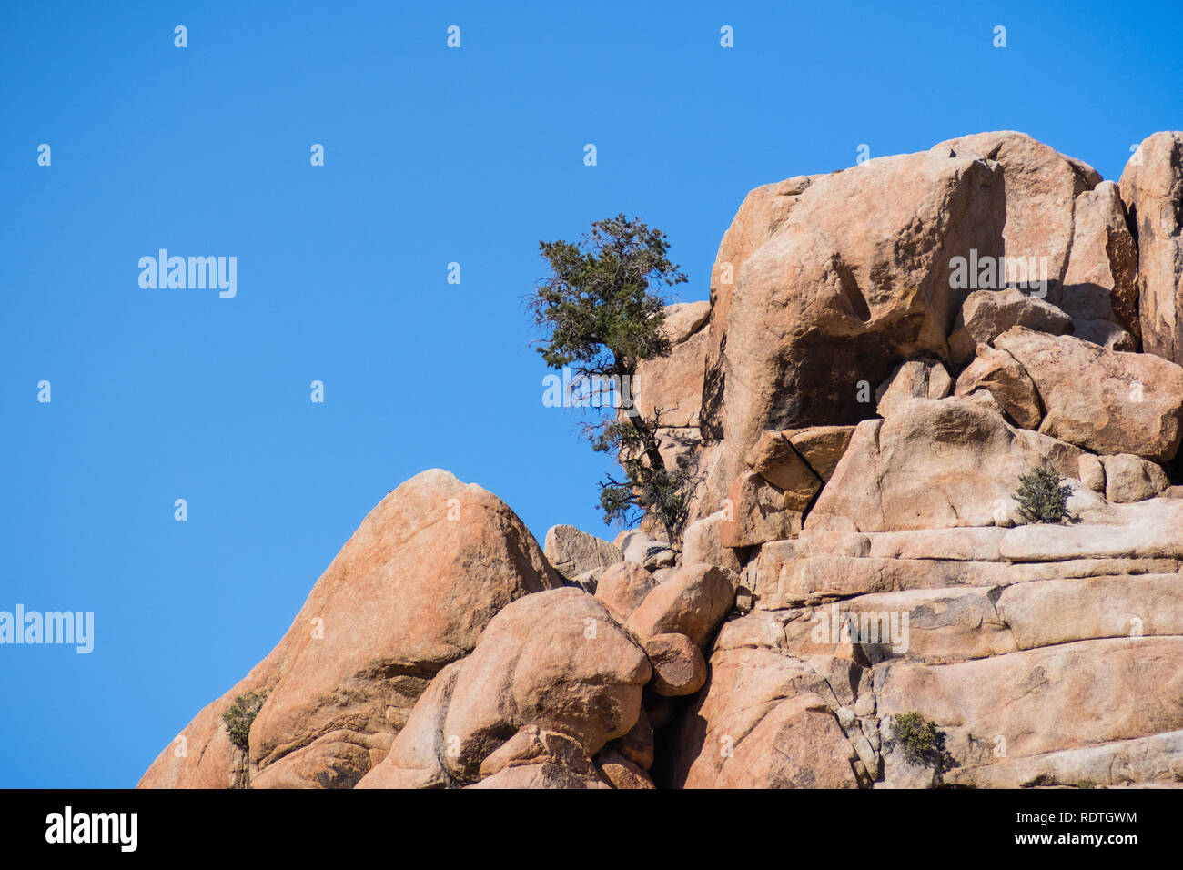 Pine Tree wächst auf einem Felsvorsprung, Joshua Tree National Park, Kalifornien Stockfoto