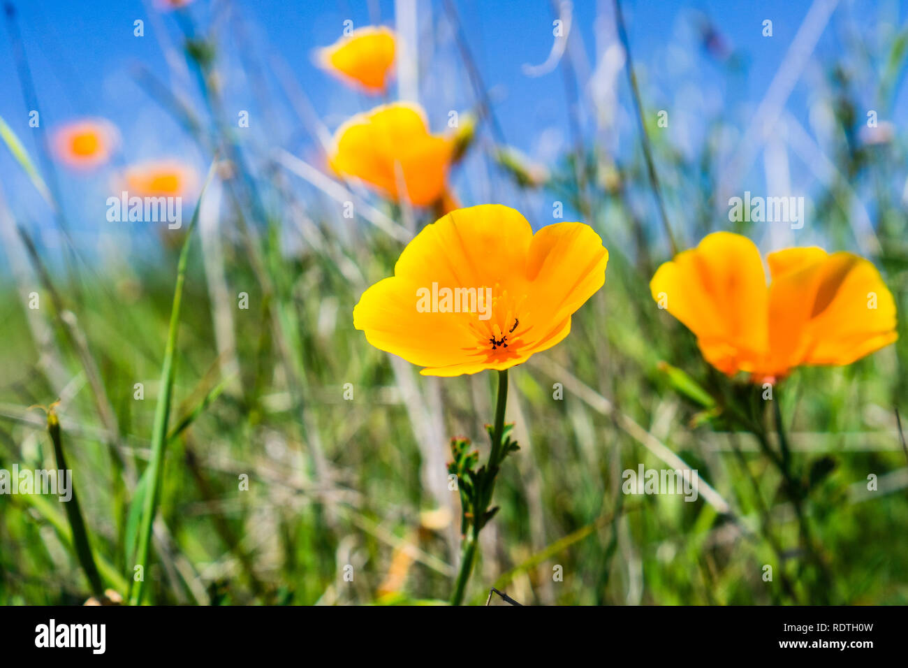 In der Nähe von Kalifornien Mohn (Eschscholzia californica) blühen auf den Hügeln von South San Francisco Bay Area im Frühling; San Jose Stockfoto