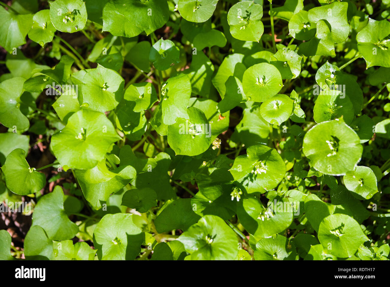 Miner's Salat, Winter Portulak oder indischer Salat (Claytonia perfoliata) wachsen auf einer Wiese, San Francisco Bay Area, Kalifornien Stockfoto