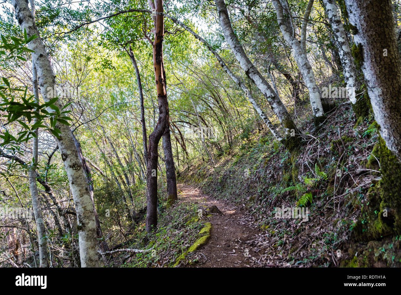 Wanderweg, gesäumt mit Bay Laurel Bäume (Umbellularia Californica), Uvas Canyon County Park, Santa Clara County, Kalifornien Stockfoto