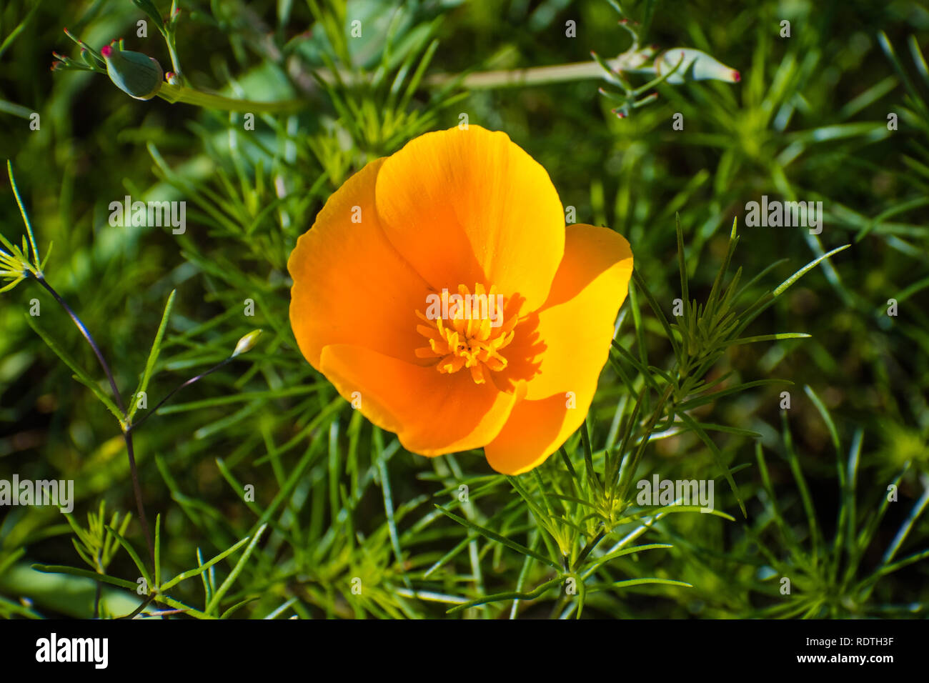 Nahaufnahme von Kalifornischer Mohn (Eschscholzia californica) blühen auf den Wiesen von South San Francisco Bay Area im Frühling Stockfoto