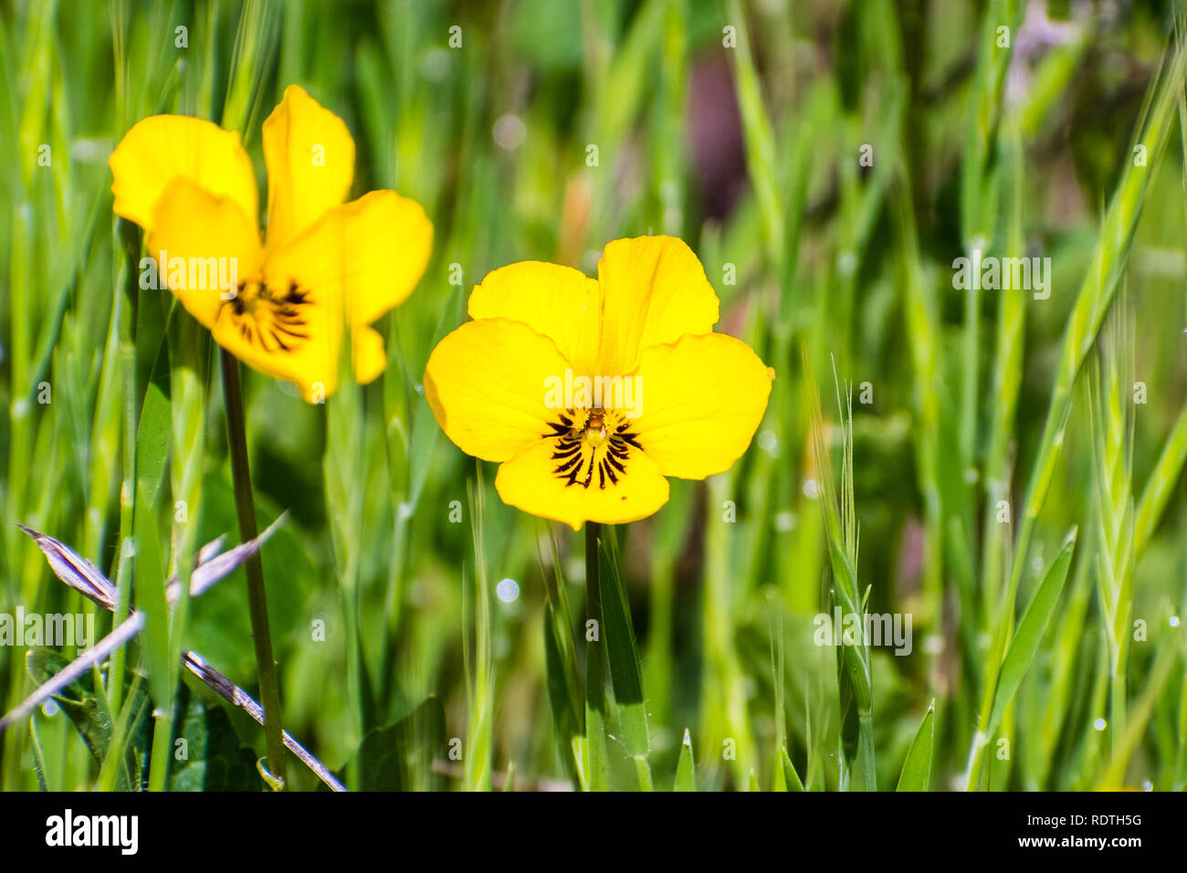 In der Nähe von Johnny-Jump-Up Wildblumen (Viola pedunculata") blühen im Frühling, Santa Clara County, South San Francisco Bay Area, Kalifornien Stockfoto