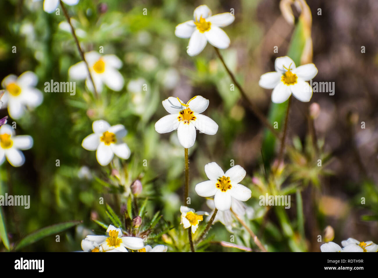 Variable Linanthus (Leptosiphon parviflorus) Wildblumen blühen auf einer Wiese in Santa Clara County, South San Francisco Bay Area, Kalifornien Stockfoto