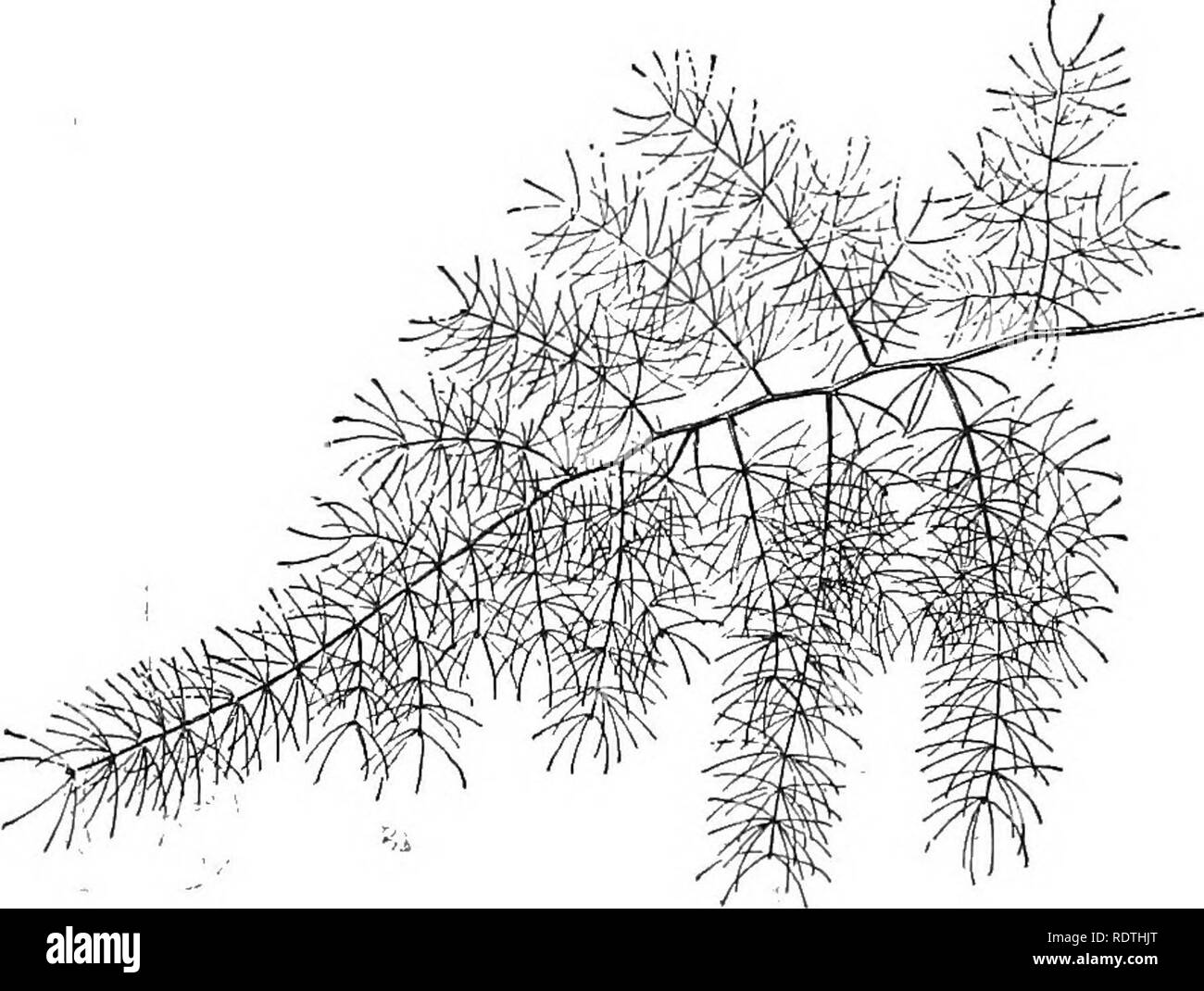. Grundlagen der Botanik. Botanik; Botanik. 62 GRUNDLAGEN DER BOTANIK minute Zweige, die die Arbeit der Blätter (Abb. durchführen. 36). Die vertrauten Gewächshaus Kletterpflanze, die zu Unrecht bekannt als Myrsiphyllum smilax (genannt), trägt eine Fülle von scheinbar zarte, grüne Blätter (Abb. 37). Schließen Studie zeigt jedoch, dass diese wirklich sind kurz, abgeflachte Zweige, und dass jeder kleinen Zweig Federn aus dem. Abb. 36. Ein Spray einer Gemeinsamen Spargel (nicht der essbare Arten). achsel eines wahren Blattes, Z, in Form von einer Minute. Manchmal eine Blume und ein Blatt - wie Zweig Feder aus der Achsel des Stockfoto