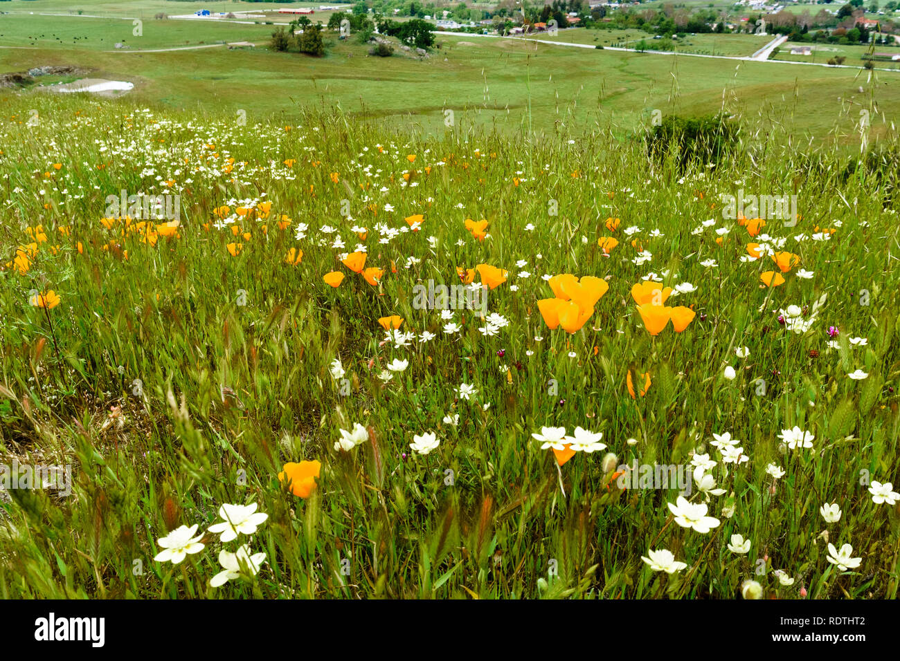 Wildblumen blühen auf einer Wiese in Calero County Park (Rancho San Vicente), South San Francisco Bay Area, Kalifornien Stockfoto