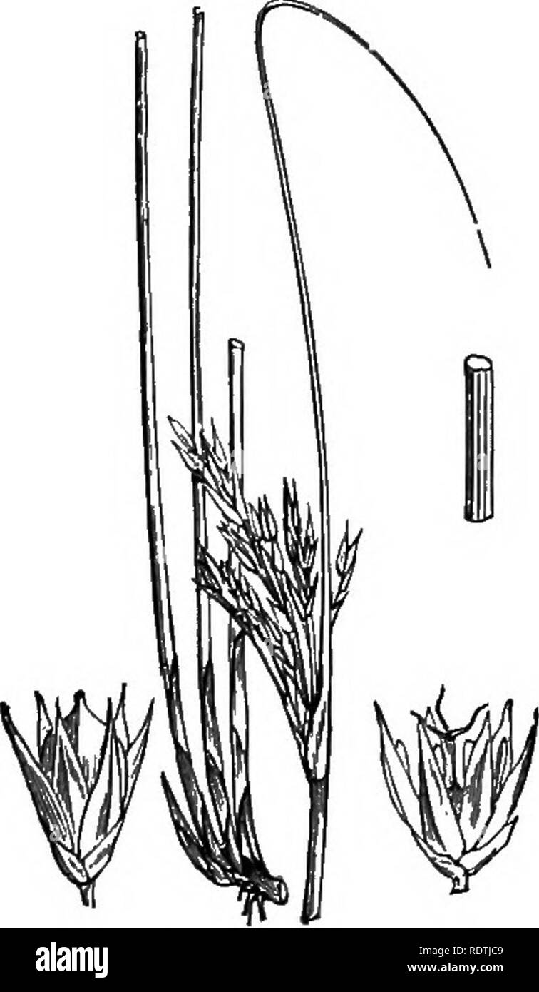 . Abbildungen der britischen Flora: Eine Reihe von holzstichen, mit Sezieren, britischer Pflanzen. Botanik; Botanik. 1060. Juncus communis, Mey. J., effusus L.. 1061. Juncus glaucus, Ehr. J. HardRitsk inflexus, L... Bitte beachten Sie, dass diese Bilder sind von der gescannten Seite Bilder, die digital für die Lesbarkeit verbessert haben mögen - Färbung und Aussehen dieser Abbildungen können nicht perfekt dem Original ähneln. extrahiert. Fitch, W. H. (Walter Haube), 1817-1892; Smith, George Worthington, 1835-1917; Bentham, George, 1800-1884. Handbuch der britischen Flora. London, L. Reeve Stockfoto