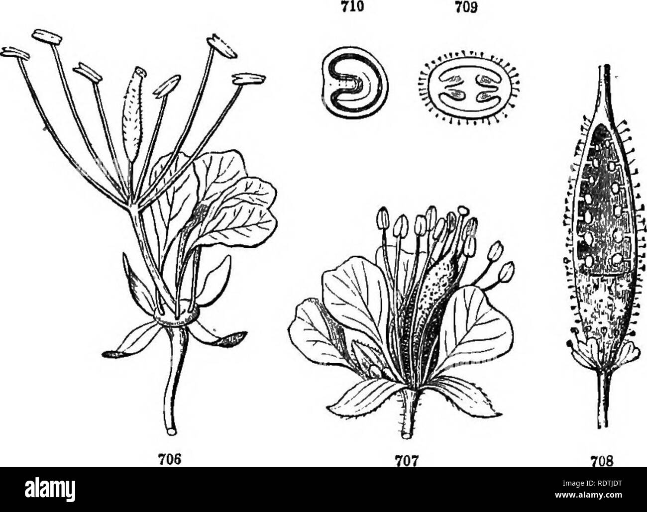 . Einführung in die strukturelle und systematische Botanik, und pflanzlichen Physiologie. Botanik. Exogene oder zweikeimblättrige Pflanzen. 391 Anbau, die für ihre Schönheit oder Duft; wie die Wand - Blume, Lagerbestand, &Amp; c. 754. Ord. CapparidaceO! {Gaper Familie). Kräuter, oder in den Tropen häufig Sträucher oder Bäume; abweichende CrucifertE im ein-celled Pod (die oft stallied), der falsche Partition; im Nierenförmigen Samen; und in die Staubgefäße, die, wenn sie sechs, kaum tetradynamous sind, und oft noch zahlreich. - Ex. Cle-ome, Polanisia, Gynandropsis; hauptsächlich tropische oder sub Stockfoto