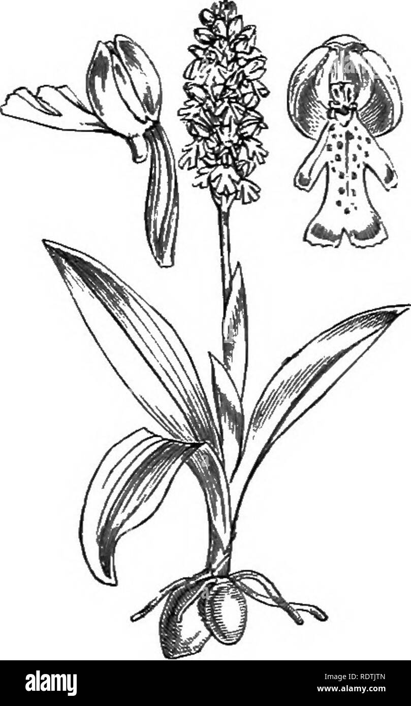 . Abbildungen der britischen Flora: Eine Reihe von holzstichen, mit Sezieren, britischer Pflanzen. Botanik; Botanik. 997. Orchis morio, L.O.; whtged Greeyi-S.. 998. Orchis militaris, L. MUUary O.; S. 999. Orchis ustulata, L. Zwerg 0.: S.. Bitte beachten Sie, dass diese Bilder sind von der gescannten Seite Bilder, die digital für die Lesbarkeit verbessert haben mögen - Färbung und Aussehen dieser Abbildungen können nicht perfekt dem Original ähneln. extrahiert. Fitch, W. H. (Walter Haube), 1817-1892; Smith, George Worthington, 1835-1917; Bentham, George, 1800-1884. Handbuch der britischen Flora. Stockfoto