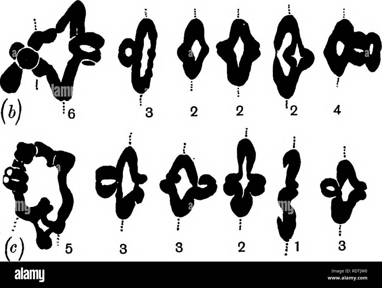 . [Miscellaneous Nachdrucke auf Botanik]. Botanik. Caroline Pellew und Eva Richardson Sansome 45 ^^r^^^ 3 3 5 f 3 3 (a). H ¥ H 4 2 2 4 Abb. 6. Seitenansicht des ersten Metaphase in semi-sterilen Pflanzen. Die Vereinigung der vier chro-mosomes ist so ausgerichtet, dass angrenzende Chromosomen auf die gleichen Pole gerichtet sind. X4000.. Bitte beachten Sie, dass diese Bilder sind von der gescannten Seite Bilder, die digital für die Lesbarkeit verbessert haben mögen - Färbung und Aussehen dieser Abbildungen können nicht perfekt dem Original ähneln. extrahiert. [London Stockfoto