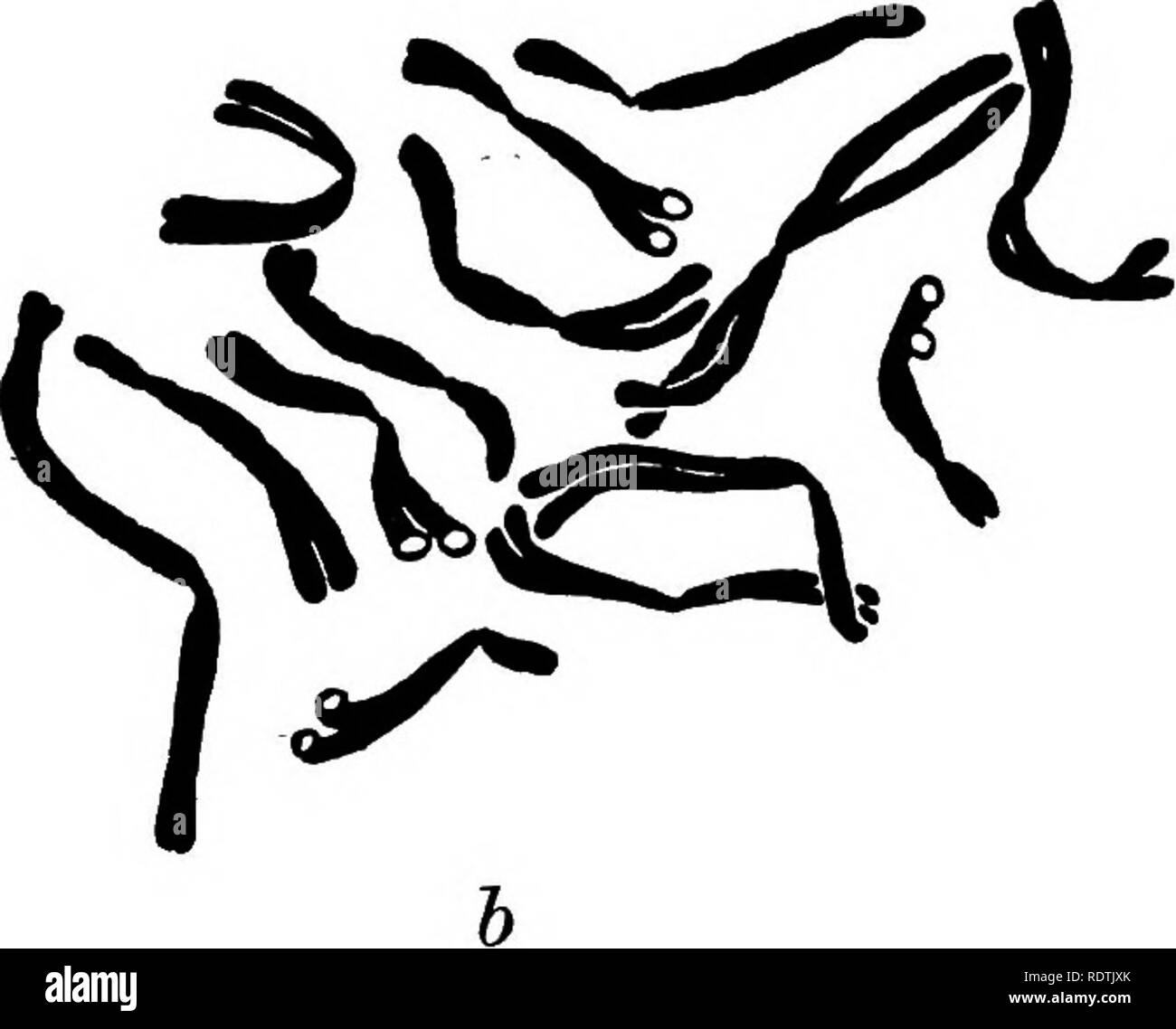 . [Miscellaneous Nachdrucke auf Botanik]. Botanik. a. Abb. 1. Somatische Metaphasen von Pisum sativum von root Tipps von (a) eine kultivierte Vielfalt, (6) Th. 10, (c) eine fruchtbare F^Anlage von Herzog von Albany x Th. 7. Die Chromosomen sind 4 bis 5 fi Lange, (a und c x 4875, 6 x 4800.) gezeichnet von Dr0. D. in Darlington. Eine Prüfung der Zeichnungen zeigen, wie eng diese Kontaktstellen Die chiasmata ähneln, die eindeutig auf die diplotän in jenen Arten, die in dieser Phase gewonnen werden können sind zu beachten. "Chiasma" wird hier verwendet: "das Auftreten einer einzelnen Exchange aus. Bitte beachten Sie, dass t Stockfoto
