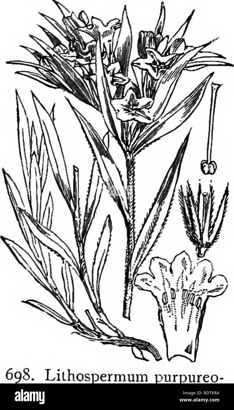 . Abbildungen der britischen Flora: Eine Reihe von holzstichen, mit Sezieren, britischer Pflanzen. Botanik; Botanik. 3. RTotiopdaliE] LIII. BORAGINE. E", 75. Lilhospermum purpureo - Ca^ruleum, L. schleichende CrOJHiueU. B.. Bitte beachten Sie, dass diese Bilder sind von der gescannten Seite Bilder, die digital für die Lesbarkeit verbessert haben mögen - Färbung und Aussehen dieser Abbildungen können nicht perfekt dem Original ähneln. extrahiert. Fitch, W. H. (Walter Haube), 1817-1892; Smith, George Worthington, 1835-1917; Bentham, George, 1800-1884. Handbuch der britischen Flora. London, L. Reeve Stockfoto