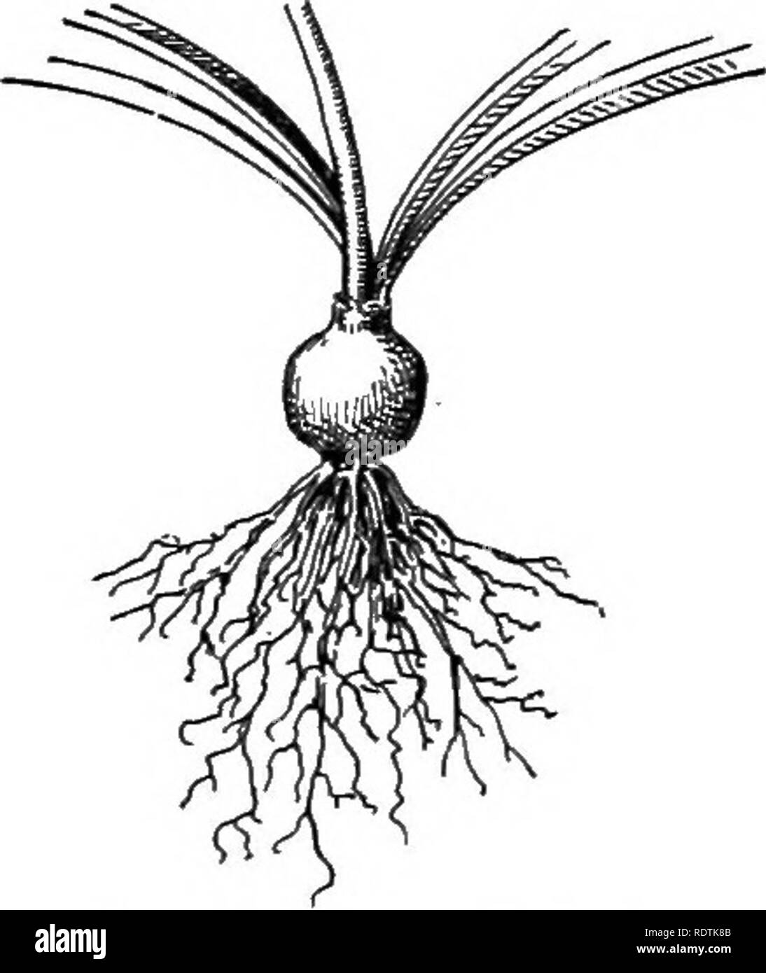 . Wissenschaft des pflanzlichen Lebens, ein High School botany Behandlung der Anlage und ihrer Beziehung zur Umwelt. Botanik. Ökologische Gruppen der Stiele i6 Ich. Abb. 91. Amaryllis Zwiebel. In den meisten Teilen der USA möglich. Aus diesem Grund fast aU unsere tuHp Lampen aus Holland gebracht werden. Die Einfuhr von Birnen aus Ländern, in denen Sie particvilarly gut wachsen ist ein wichtiger Industriezweig und ermöglicht es uns, viele Blumen, die können - nicht so erfolgreich in unserem Klima propagiert werden. Knollen sind die enorm dick - ened Enden der kurze U-Stämme. Die Kartoffel, Topinambur, die dahha, ein Stockfoto
