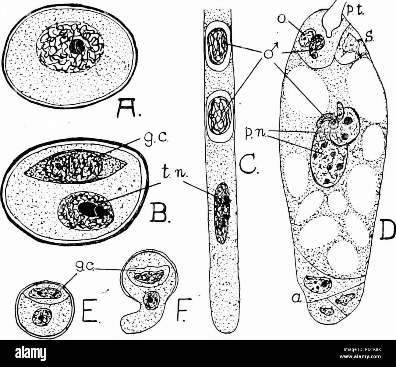 . Eine Einführung in die Struktur und die Fortpflanzung von Pflanzen. Anlage Anatomie; Pflanzen. EMHRVO SAC 367 resultierende Struktur des Embryos sac sind nahezu identisch in der überwiegenden majorit}' der Angiospermen (beide Monocotyledons und Dicotyledons), die untersucht wurden, und diese Einheitlichkeit ist eines der stärksten Argumente für die Entstehung der Gruppe, die aus einem gemeinsamen Vorfahren. Tubular sucker - wie Auswüchse. Abb., 215.- der Keimung von Pollen und Düngung. A-D, Lily [Liliuni) (nach guignard). E-F, Tulpe (Tulipa) (nach Ernst). A, reifes Pollenkorn, zeigt die einzelnen Kern. B Stockfoto