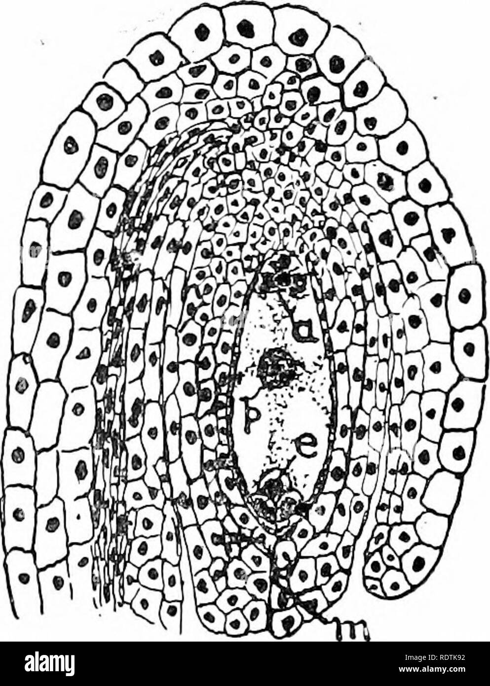 . Eine Einführung in die Struktur und die Fortpflanzung von Pflanzen. Anlage Anatomie; Pflanzen. ',66 EMBRYO SAC sac Ergebnisse. Dies eröffnet eine weitere Instanz der reduzierkennlinie von Parasiten (vgl. S. 179, 231). Bis es hat eine beachtliche Größe der Embryo sac enthält aber einen einzelnen Kern, die in der Regel in der Mitte eines Zytoplasma ab Ende des Sac zu Ende liegt und bei der Überbrückung der großen zentralen Vakuole erreicht. Früher oder später jedoch, einen nuklearen Division auftritt, und die beiden resultierenden Kerne an den gegenüberliegenden Enden des Embryos sac, wo jeder wieder zweimal teilt Wandern. Drei Stockfoto