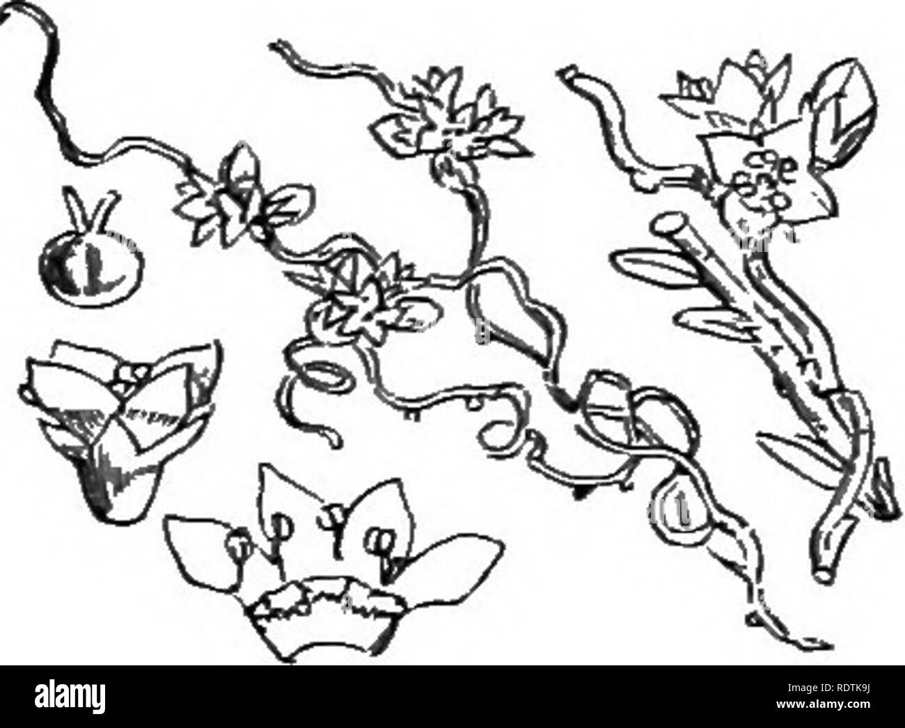 . Abbildungen der britischen Flora: Eine Reihe von holzstichen, mit Sezieren, britischer Pflanzen. Botanik; Botanik. 690. Cuscula Epilinum, Weih. Flachs Teufelszwirn, 691. Cuscuta Epilhymum, L. weniger Dodder. LIII. BORAGINE.E.. Bitte beachten Sie, dass diese Bilder sind von der gescannten Seite Bilder, die digital für die Lesbarkeit verbessert haben mögen - Färbung und Aussehen dieser Abbildungen können nicht perfekt dem Original ähneln. extrahiert. Fitch, W. H. (Walter Haube), 1817-1892; Smith, George Worthington, 1835-1917; Bentham, George, 1800-1884. Handbuch der britischen Flora. London, L. Reeve Stockfoto