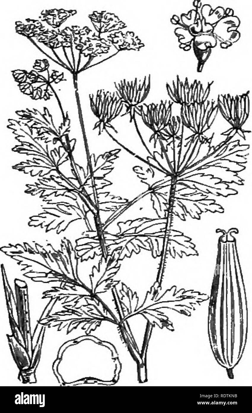 . Abbildungen der britischen Flora: Eine Reihe von holzstichen, mit Sezieren, britischer Pflanzen. Botanik; Botanik. 442. Myrrhis odorata, Scop. 443. Conopodium denudatum, S 7 ueei Cicely. Koch. C. majus, Lor. ; Carum flexuosum, Fr. Earthnut, Pignut.. Bitte beachten Sie, dass diese Bilder sind von der gescannten Seite Bilder, die digital für die Lesbarkeit verbessert haben mögen - Färbung und Aussehen dieser Abbildungen können nicht perfekt dem Original ähneln. extrahiert. Fitch, W. H. (Walter Haube), 1817-1892; Smith, George Worthington, 1835-1917; Bentham, George, 1800-1884. Handbuch der Briti Stockfoto