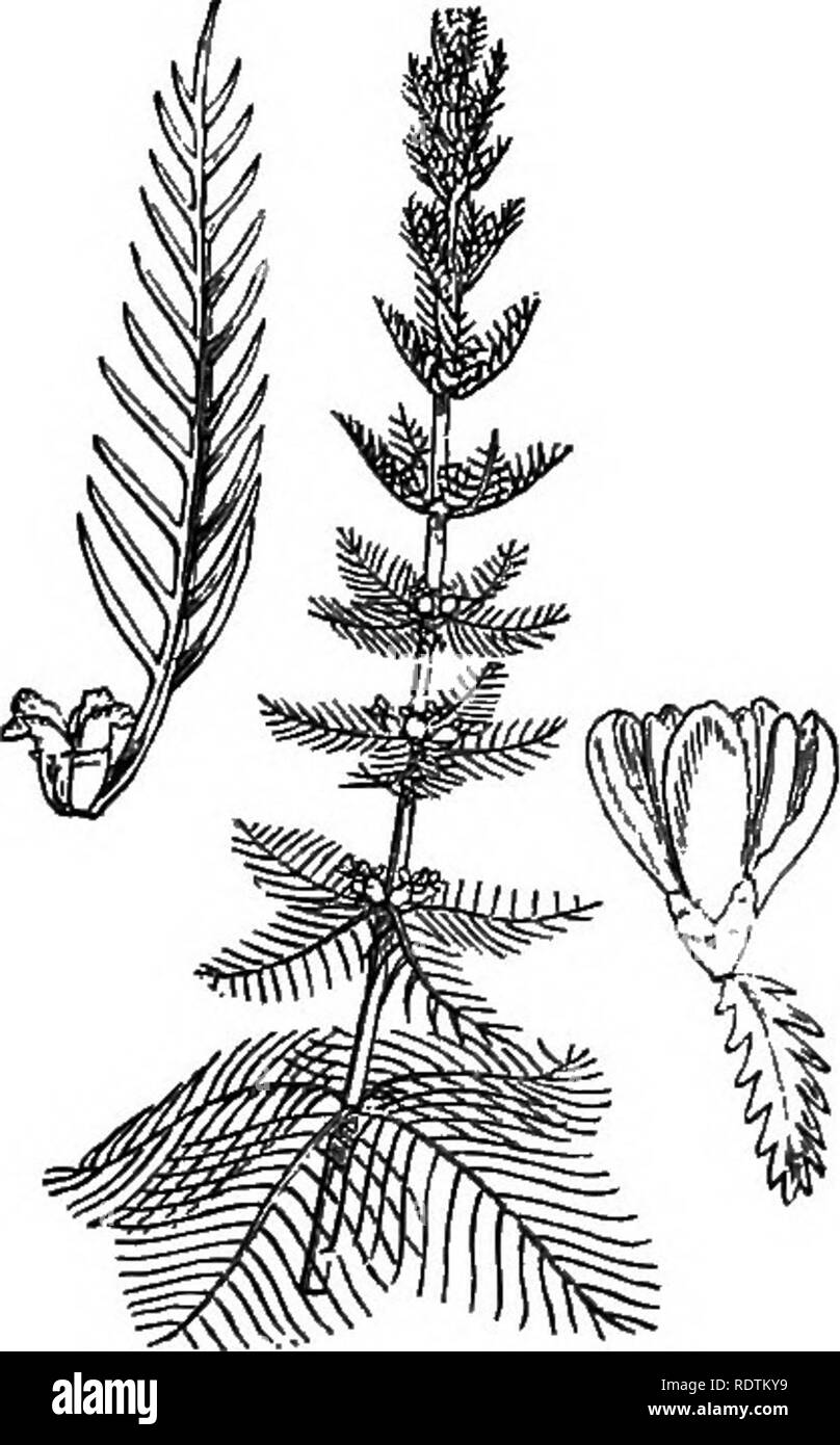 . Abbildungen der britischen Flora: Eine Reihe von holzstichen, mit Sezieren, britischer Pflanzen. Botanik; Botanik. 394. Drosera anglica, Huds. 395, MyriophyUum spicatum, L. Englisch Sundeiv. Mit plateausohle Water-Milfoil.. Bitte beachten Sie, dass diese Bilder sind von der gescannten Seite Bilder, die digital für die Lesbarkeit verbessert haben mögen - Färbung und Aussehen dieser Abbildungen können nicht perfekt dem Original ähneln. extrahiert. Fitch, W. H. (Walter Haube), 1817-1892; Smith, George Worthington, 1835-1917; Bentham, George, 1800-1884. Handbuch der britischen Flora. London, L. Reeve Stockfoto