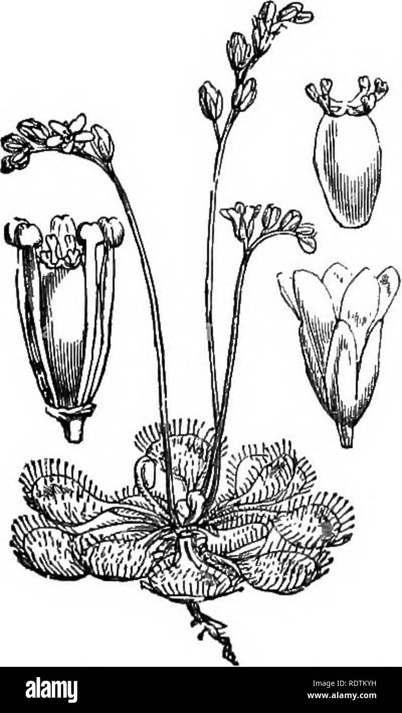 . Abbildungen der britischen Flora: Eine Reihe von holzstichen, mit Sezieren, britischer Pflanzen. Botanik; Botanik. 390. Chrysosplenium alterni - 391. Parnassia palustris, L. folium, L. Gras von Pm-nassus. - Aliemate leaz 'cd-C.; ich'. XXXIir. DROSERACE ^.. 392. Drosera rotundifolia, L.. Bitte beachten Sie, dass diese Bilder sind von der gescannten Seite Bilder, die digital für die Lesbarkeit verbessert haben mögen - Färbung und Aussehen dieser Abbildungen können nicht perfekt dem Original ähneln. extrahiert. Fitch, W. H. (Walter Haube), 1817-1892; Smith, George Worthington, 1835-1917; Bentham, George Stockfoto