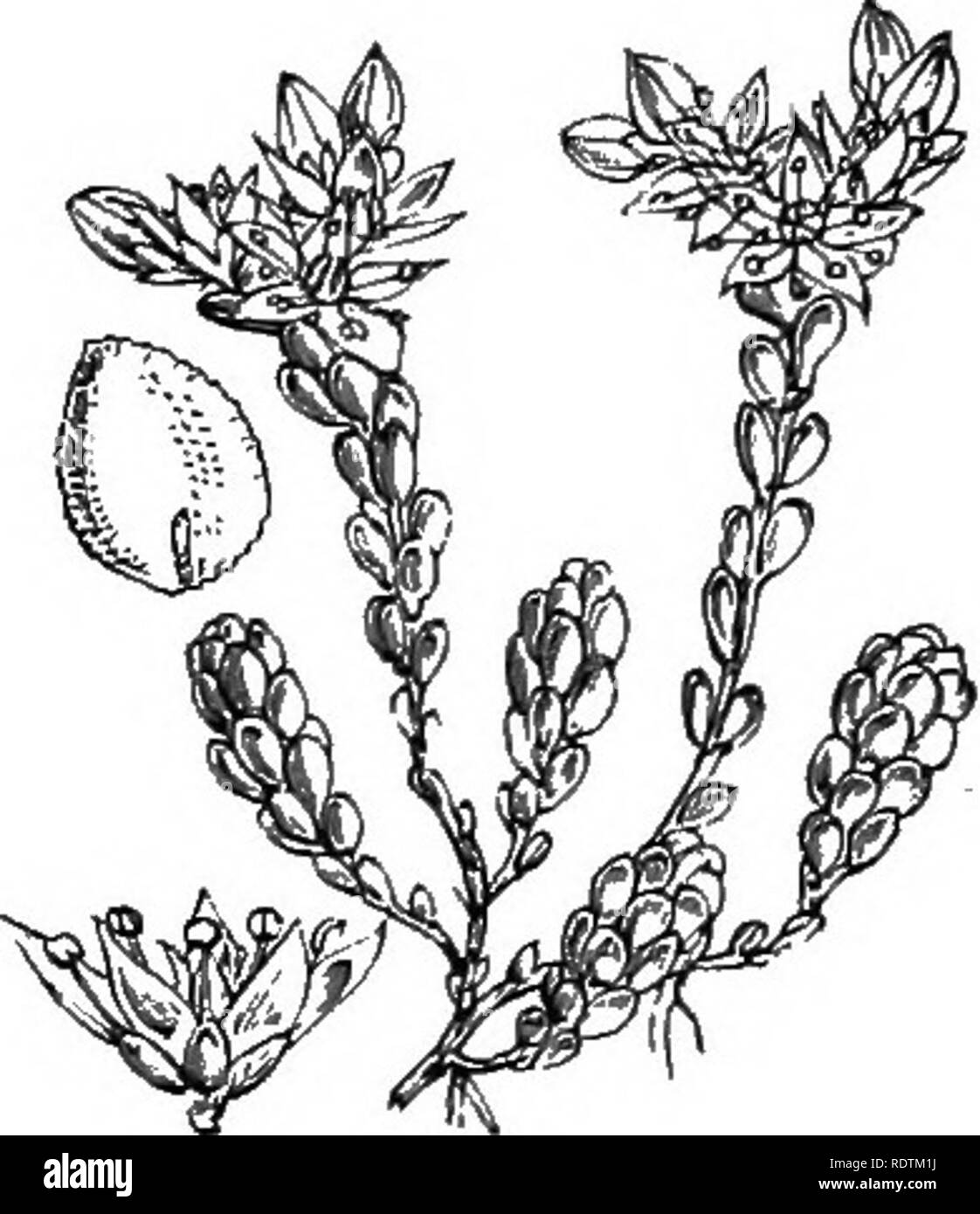 . Abbildungen der britischen Flora: Eine Reihe von holzstichen, mit Sezieren, britischer Pflanzen. Botanik; Botanik. 362. Sediim Orpine Telephium, L., lebenslanger', P, 363. Sedum anglicum, Huds. Miiglish S.. Bitte beachten Sie, dass diese Bilder sind von der gescannten Seite Bilder, die digital für die Lesbarkeit verbessert haben mögen - Färbung und Aussehen dieser Abbildungen können nicht perfekt dem Original ähneln. extrahiert. Fitch, W. H. (Walter Haube), 1817-1892; Smith, George Worthington, 1835-1917; Bentham, George, 1800-1884. Handbuch der britischen Flora. London, L. Reeve Stockfoto