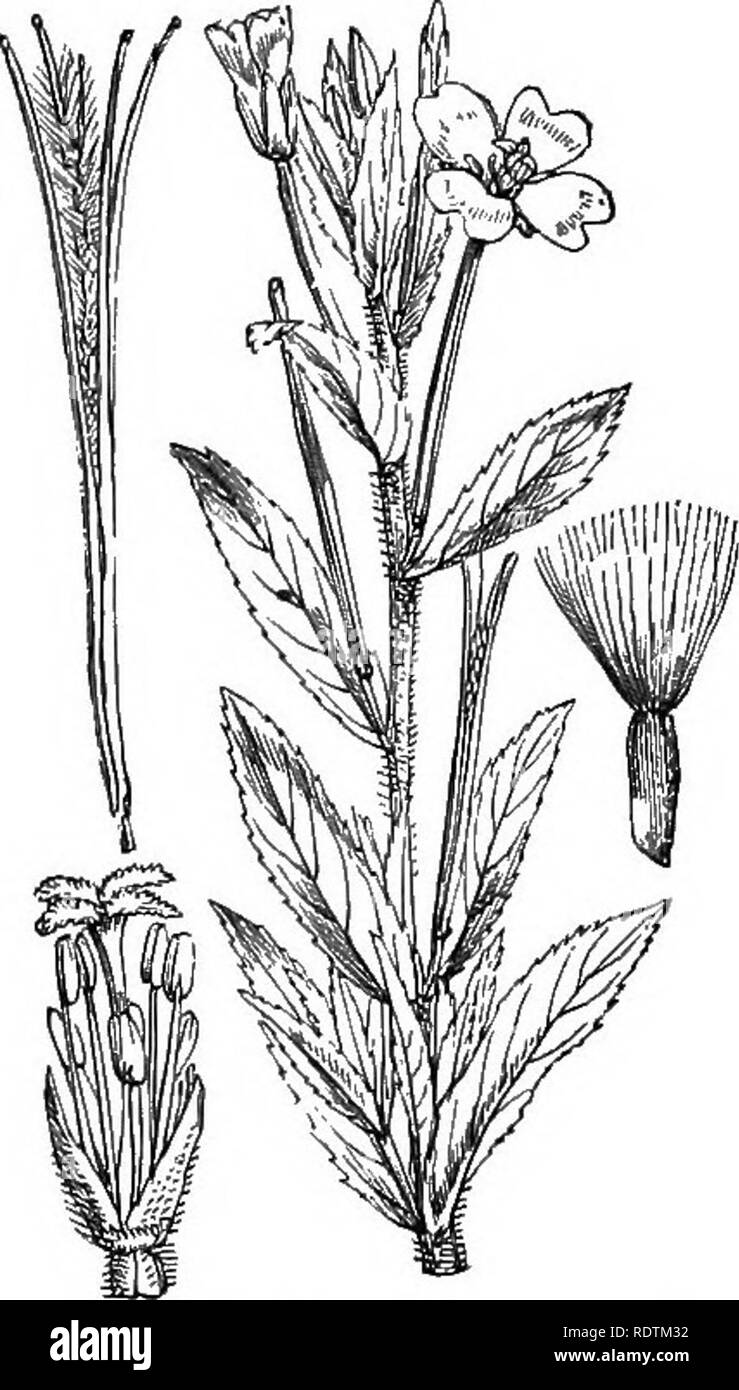 . Abbildungen der britischen Flora: Eine Reihe von holzstichen, mit Sezieren, britischer Pflanzen. Botanik; Botanik. 342. Epilobium angustifolium, L. französischen Willow, Rose - Bucht; R.343. Epilobium hirsutum, L. grosse Willow-Kraut, Codlins-aiid Speiseeis, R,. Bitte beachten Sie, dass diese Bilder sind von der gescannten Seite Bilder, die digital für die Lesbarkeit verbessert haben mögen - Färbung und Aussehen dieser Abbildungen können nicht perfekt dem Original ähneln. extrahiert. Fitch, W. H. (Walter Haube), 1817-1892; Smith, George Worthington, 1835-1917; Bentham, George, 1800-1884. Handbuch der Bri Stockfoto