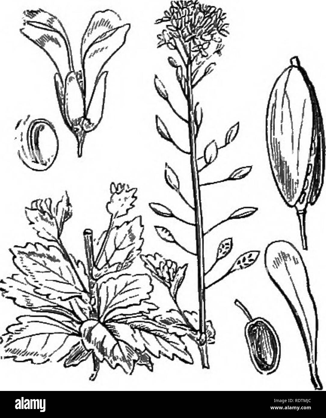 . Abbildungen der britischen Flora: Eine Reihe von holzstichen, mit Sezieren, britischer Pflanzen. Botanik; Botanik. 91. Cardamine Incana, L. Hoary D.. 92. Cardamine muralis, L.; / â Â" //^.. Bitte beachten Sie, dass diese Bilder sind von der gescannten Seite Bilder, die digital für die Lesbarkeit verbessert haben mögen - Färbung und Aussehen dieser Abbildungen können nicht perfekt dem Original ähneln. extrahiert. Fitch, W. H. (Walter Haube), 1817-1892; Smith, George Worthington, 1835-1917; Bentham, George, 1800-1884. Handbuch der britischen Flora. London, L. Reeve Stockfoto