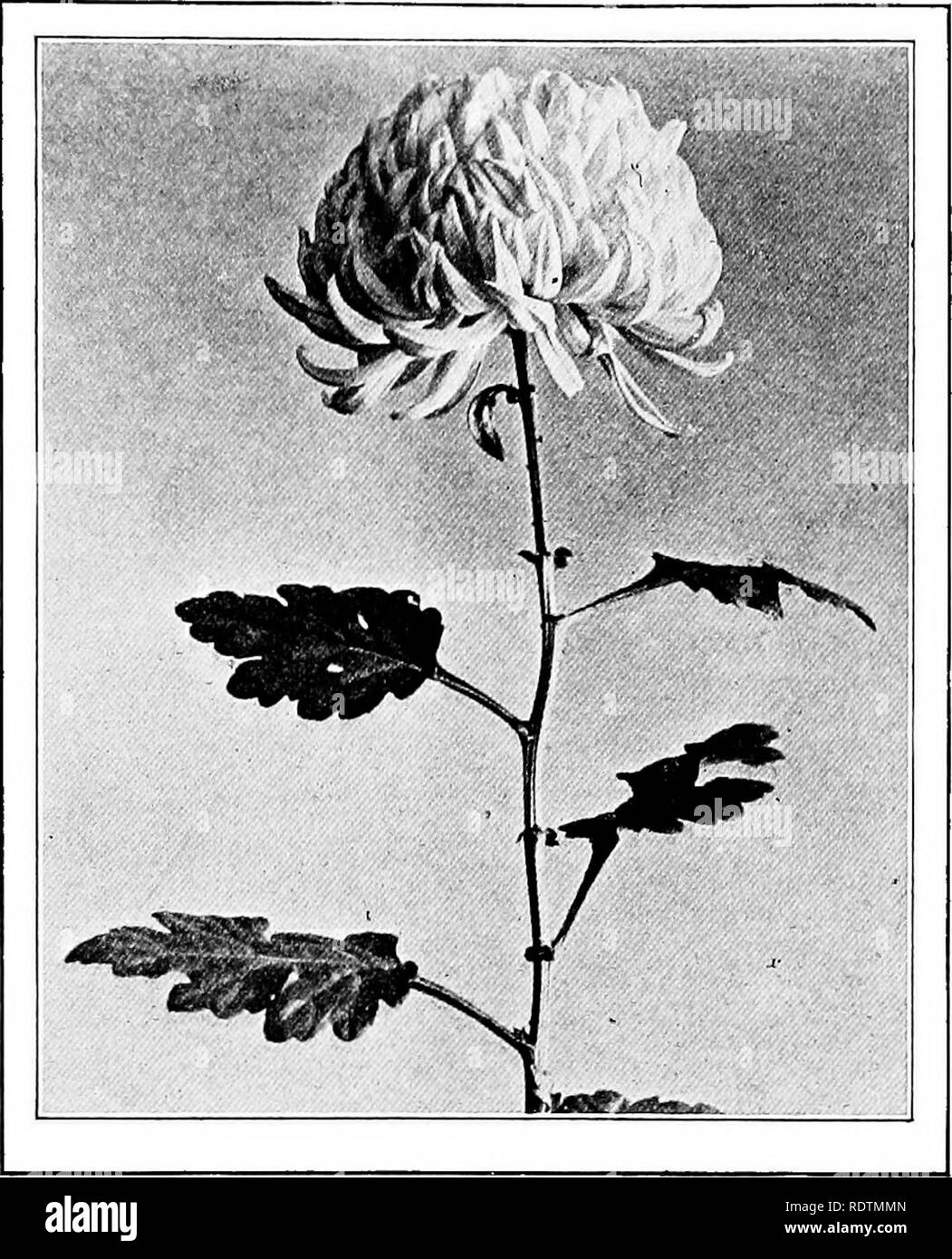 Die Schule Garten Buch Schule Garten November Chrysanthemum
