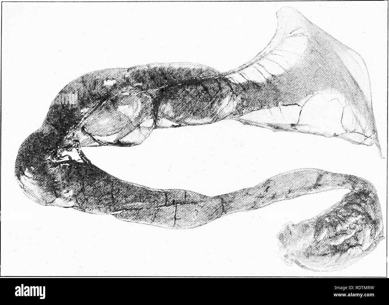 Der Geflugelproduktion Geflugel 86 Geflugelproduktion Verbindung Zwischen Tlie O A I Hlct Und Die O Ar Und Lillie Fugt Hinzu Dass Die Existenz Von Double Yolked Eier Macht Es Wahrscheinlich Dass Die Eileiter Abholen