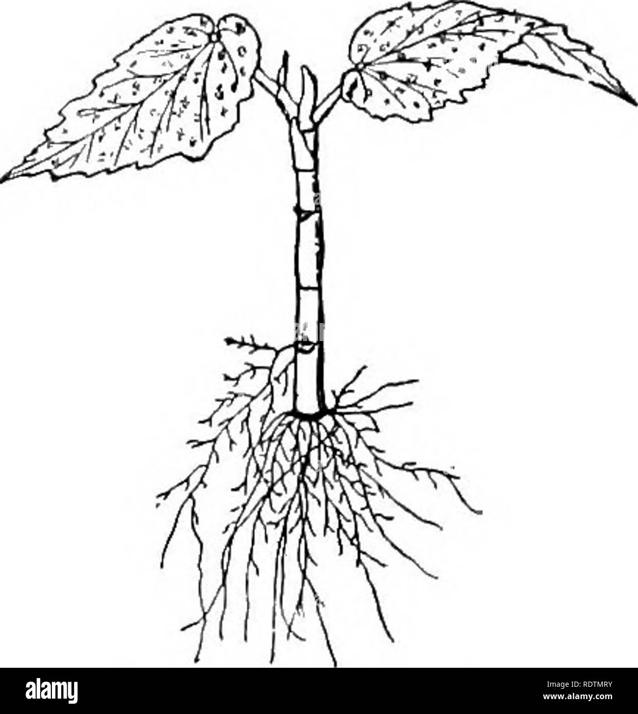 . Die schule Garten Buch. Schule Gärten. Pflanzen aus STECKLINGEN 39. entweder horizontal oder mit dem unteren Ende nach unten. Einige winterharte Staude blühende Pflanzen werden auch von root Stecklinge fortgepflanzt. Wenn Sie ein Paar von den dicken Wurzeln von einem Büschel von Pro-ennial Phlox in diesem Herbst geschnitten wird, dann im nächsten Frühjahr die Büschel für Abteilung heben, werden Sie feststellen, dass die Knospen haben entwickelt auf dem Schnitt enden Der^ tem Schneiden, Begonia. abgetrennten Wurzeln. Wenn Sie sorgfältig gepflanzt, werden diese neuen Pflanzen der gleichen Sorten geben. Eine ähnliche Methode der Vermehrung durch Stecklinge ist im Fall der gemeinsamen Kartoffel dargestellt, whi Stockfoto