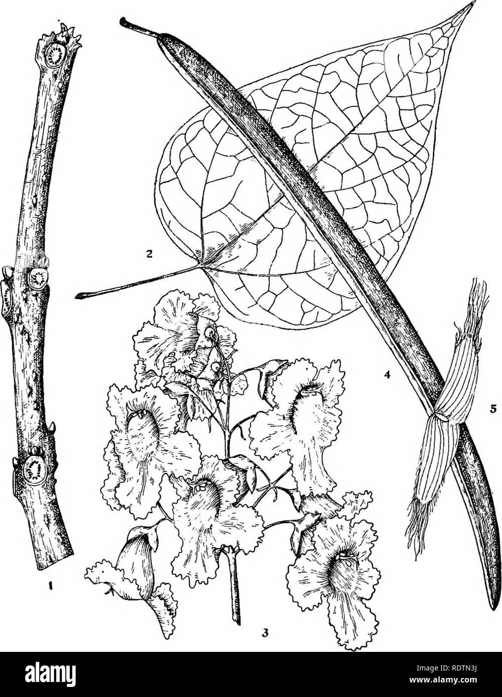 . Michigan Bäume; ein Handbuch der nativen und wichtigsten eingeführten Arten. Bäume. Hardy Catalpa. 1. Winter Zweig, x I.2. Blatt, X54 - 3. Rispe von Blumen, x5 -^. 4. Obst, X Yz. 5. Saatgut, X Ich. - 224 -. Bitte beachten Sie, dass diese Bilder sind von der gescannten Seite Bilder, die digital für die Lesbarkeit verbessert haben mögen - Färbung und Aussehen dieser Abbildungen können nicht perfekt dem Original ähneln. extrahiert. Otis, Charles Herbert, 1886. Ann Arbor, die Regents Stockfoto