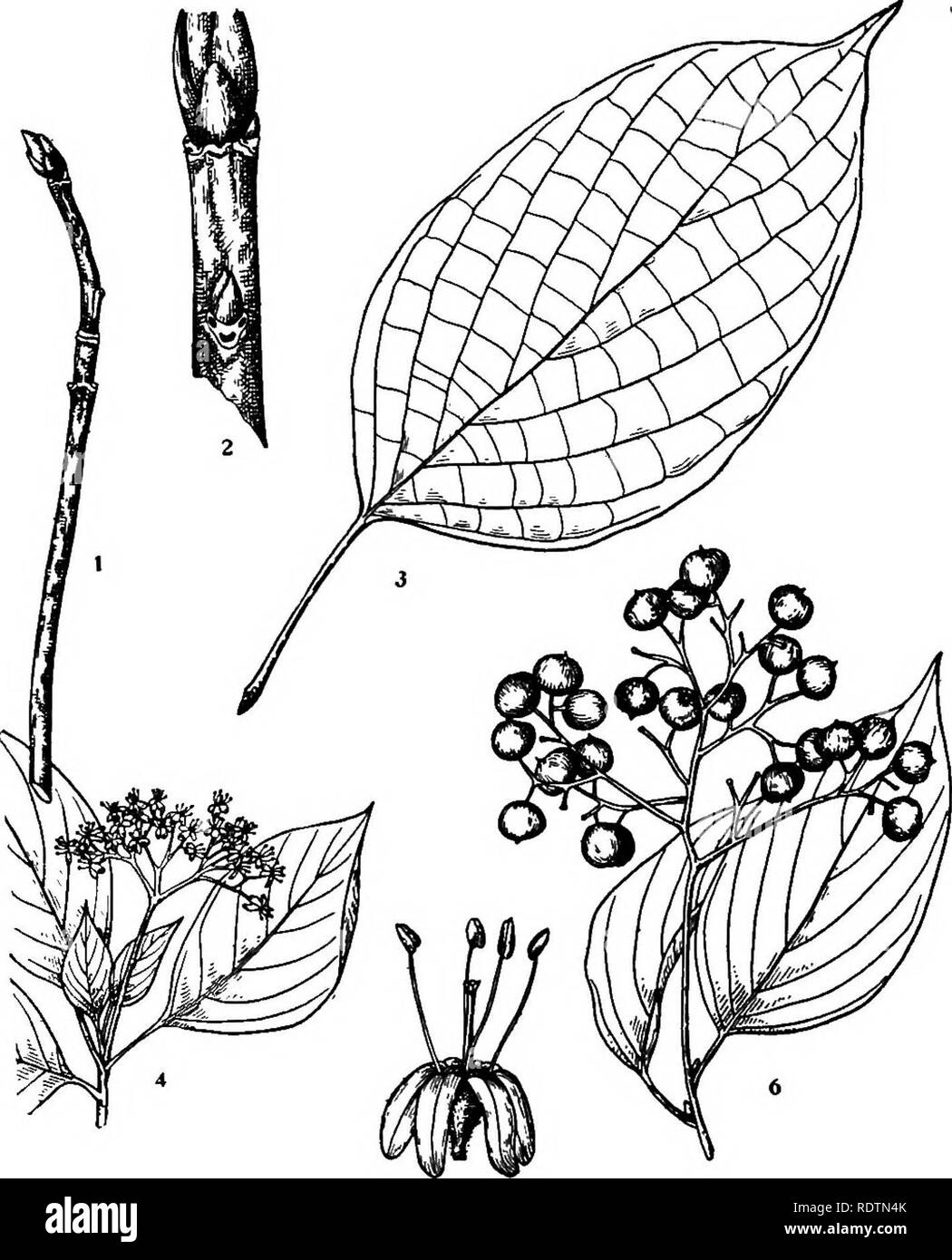 . Michigan Bäume; ein Handbuch der nativen und wichtigsten eingeführten Arten. Bäume. Blau Hartriegel. Alternative-leaved Hartriegel. 1. Winter Zweig, x Ich. 2. Teil der Zweig, vergrößert. 3. Blatt X Ya,. 4. Blühende branchlet, x}/2. 5. Blume, vergrößert. 6. Fruchtkörper branchlet, x yk. - 206 -. Bitte beachten Sie, dass diese Bilder sind von der gescannten Seite Bilder, die digital für die Lesbarkeit verbessert haben mögen - Färbung und Aussehen dieser Abbildungen können nicht perfekt dem Original ähneln. extrahiert. Otis, Charles Herbert, 1886. Ann Arbor, die Regents Stockfoto