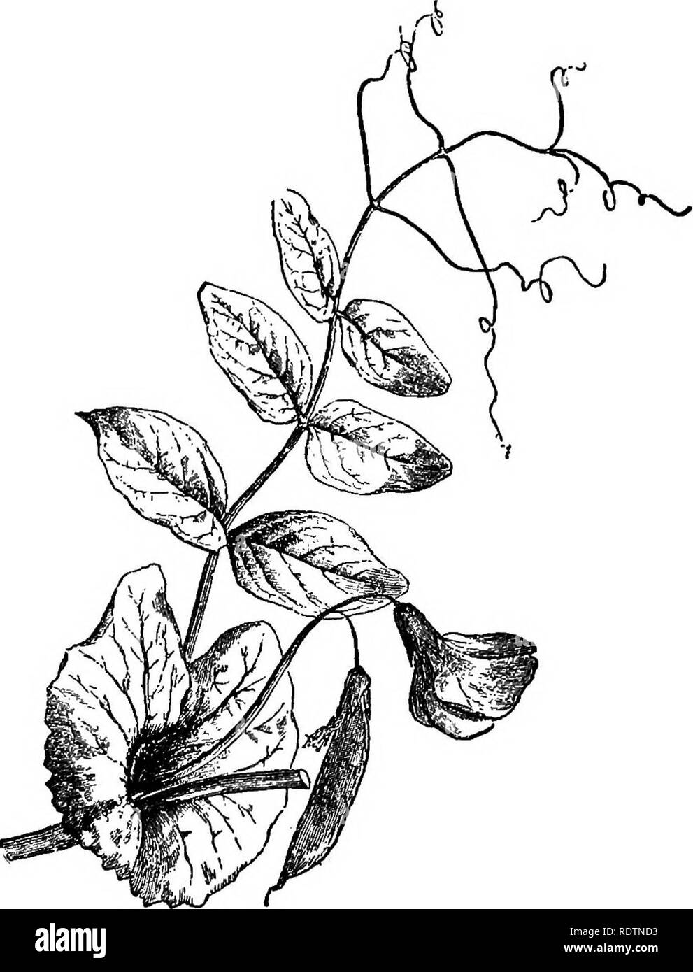 . Feld, Wald und am Wegesrand Blumen; mit Kapiteln über Gräser, Seggen, und Farne; Untechnischen Studien für ungelehrte Liebhaber der Natur. Blumen; Botanik. 114 Feld, Wald und am Wegesrand Blumen in was auch immer sie erreichen können. Immer auf der Irischen Ginster, und manchmal auf wachsende Tipps unserer einheimischen Berberitze Sträucher, Blätter sind verwandelt. Abb. 23.- eine kletternde Spray der Pea. (Die oberste Merkblätter sind in Ranken umgewandelt.) (Aus der pflanzlichen Welt.) in die Dornen. Im Fall der Kakteen und andere Sukkulenten Bewohner durstig landet, sind sie in die Stacheln umgewandelt.. Bitte beachten Sie, dass diese Stockfoto